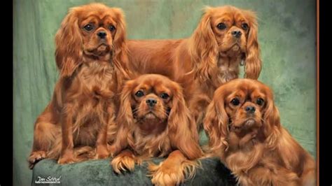 Cavalier King Charles Spaniel #3 Ruby Note Cards | ubicaciondepersonas ...