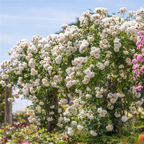 Iceberg | Climbing Rose | David Austin Roses