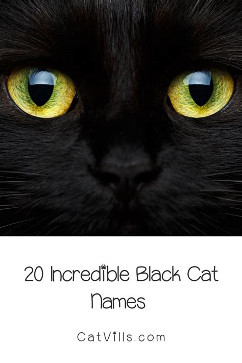 Unique Black Cat Names That Will Suit Your Stealthy Companion | Cat ...