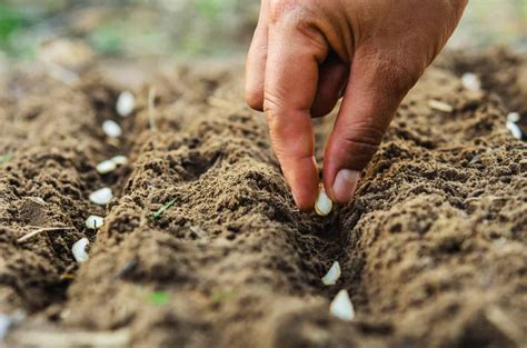 Fall Pre-Seeding: How To Use This Clever Gardening Technique