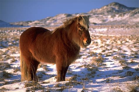 Icelandic Horse (www.wikimedia.org)