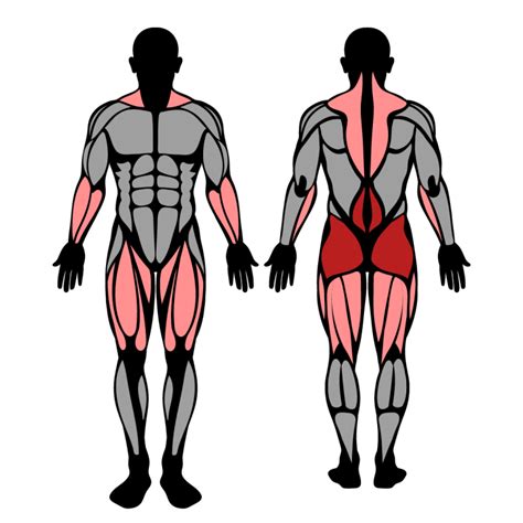 Dumbbell Deadlift: Muscles Worked & Technique – StrengthLog