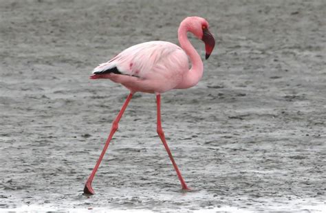 Lesser Flamingo