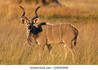 Animals Okavango Delta Stock Photo 1230553906 | Shutterstock