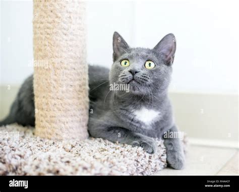 A gray and white domestic shorthair kitten sitting next to a scratching post Stock Photo - Alamy