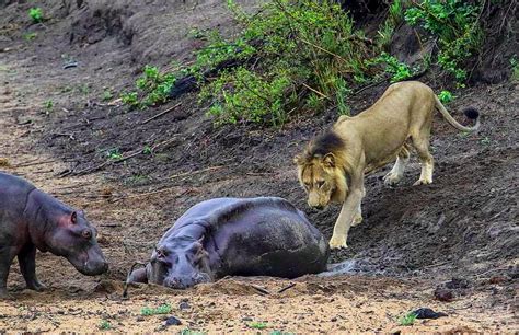 Till His Last Breath, Brave Baby Hippopotamus Fights Off a Full Grown ...