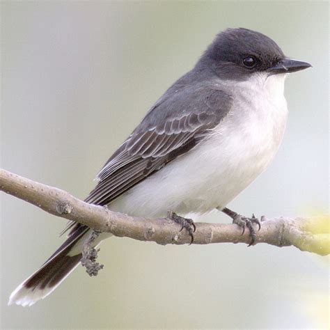 Eastern Kingbird (Tyrannus tyrannus) – RRP Field Guide