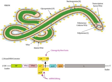 Structure and the Genome of Ebola Virus (24) | Download Scientific Diagram