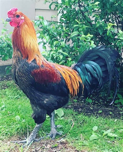 Liege Fighter: Eggs, Temperament, Size and Raising Tips