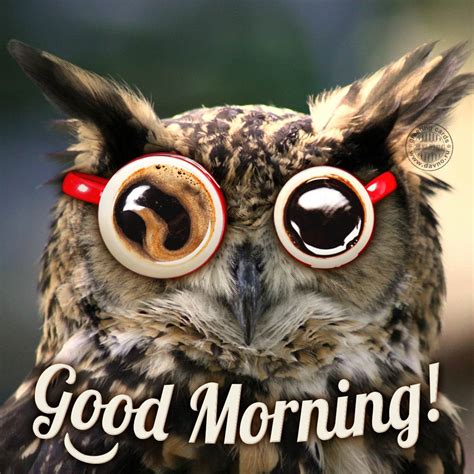 Funny Good Morning Owl Picture - Download on Davno