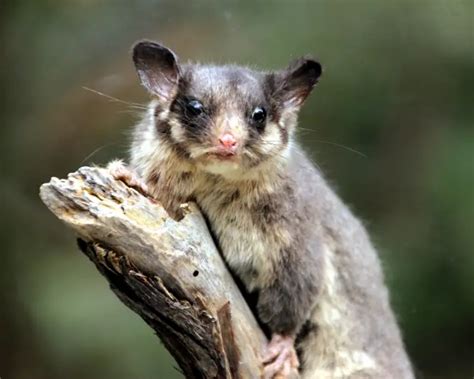 Leadbeater's Possum - Facts, Diet, Habitat & Pictures on Animalia.bio