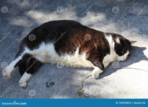 A fat cat is sleeping stock image. Image of grumblue - 149592823