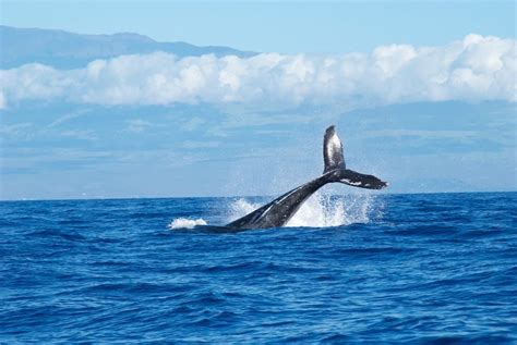 Tips for Whale Photography - Adorama