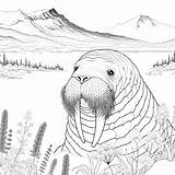 Walrus Coloring Pages 16  Gem sketch template