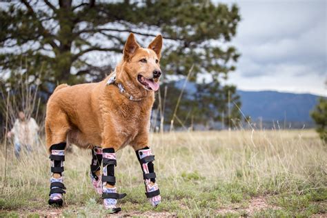 Photos: High-Tech Pet Prosthetics in the Wild - Newsweek