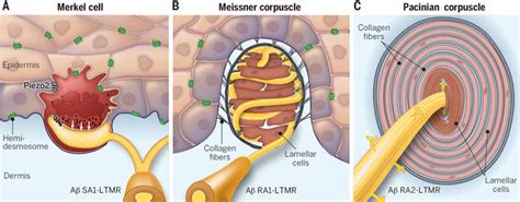 LTMR end organs of glabrous skin (A) Merkel cells are located within ...