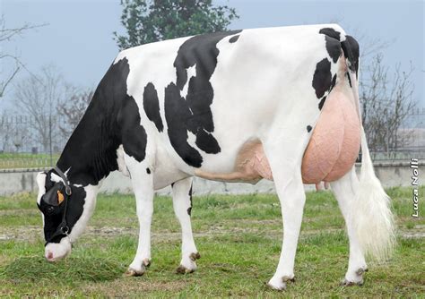 Holstein | Cow photos, Cow, Cow calf