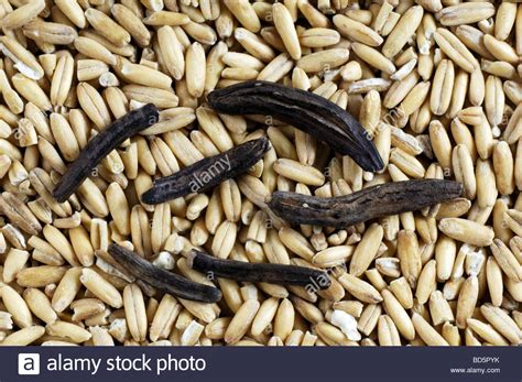 Ergot on many grains of rye Stock Photo: 25328679 - Alamy