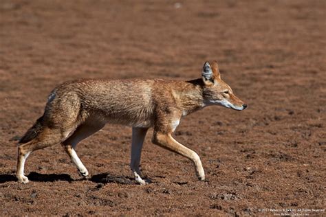 Ethiopian Wolf Project | Will Burrard-Lucas Blog