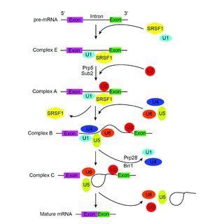 | Mechanisms of Spliceosome Inhibitors. (A) Pladienolides, FR901464 ...