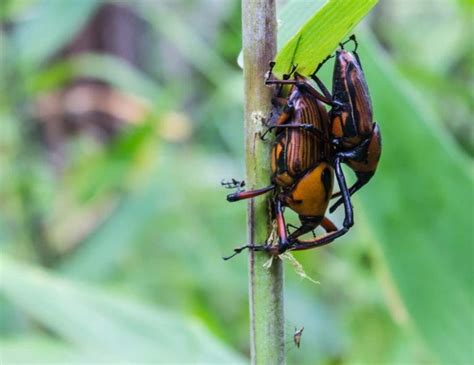 EASTERN HERCULES BEETLE FACTS - CRITTERFACTS