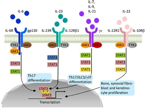 Function and target of JAK kinases. Schematic representation of ...