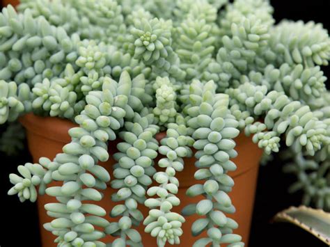 7 Popular Hanging Succulent Plants - World of Succulents