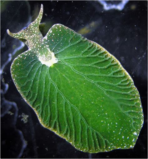 Elysia chlorotica: The Solar-Powered Half Animal, Half Plant Sea Slug ...