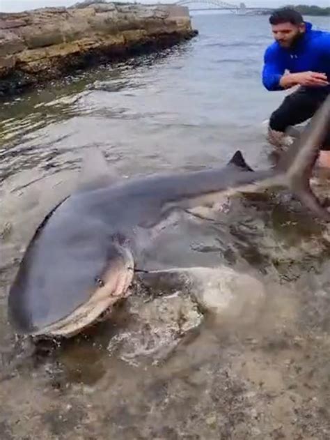 Scientist reveals truth behind sharks in Sydney Harbour | news.com.au ...