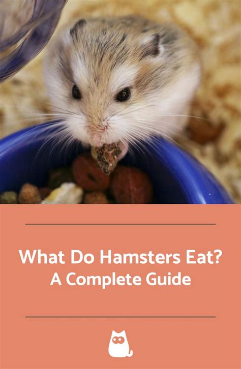 What Do Hamsters Eat? - A Complete Guide