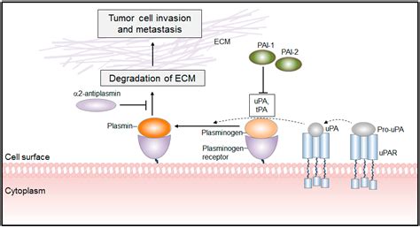 IJMS | Free Full-Text | From Plasminogen to Plasmin: Role of ...