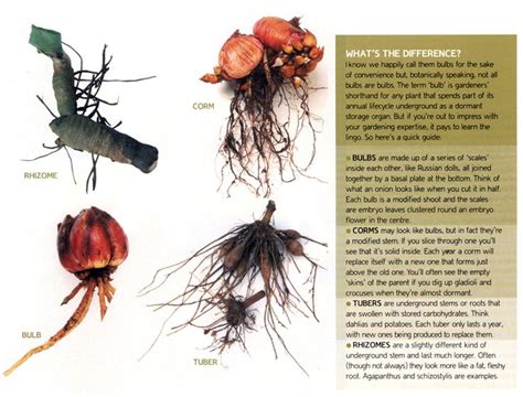 rhizomes, tubers, corms or bulbs | Rhizome, Image, Keith allen