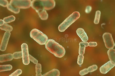 Bacteria Bacteroides Fragilis Stock Illustration - Illustration of ...