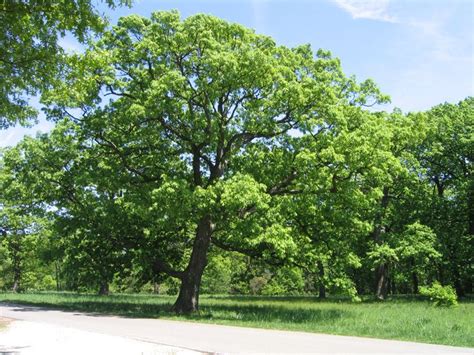 White oak - the state tree of Illinois | White oak tree, Shade trees ...