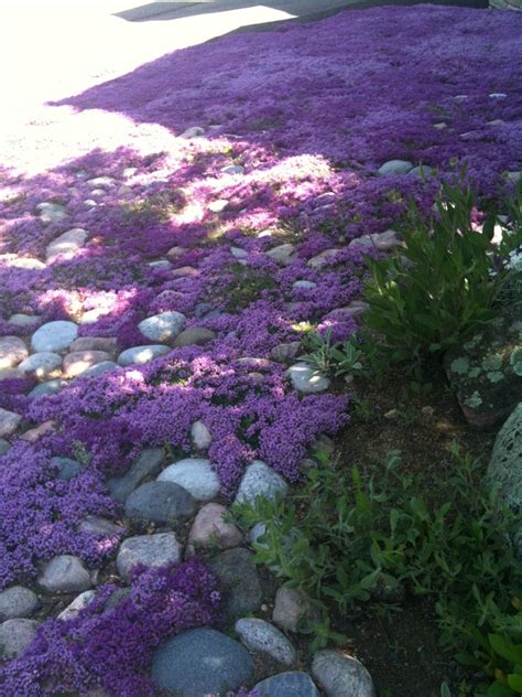 Thyme Lawn - Landscape - Denver - by Wild Earth Gardens | Houzz