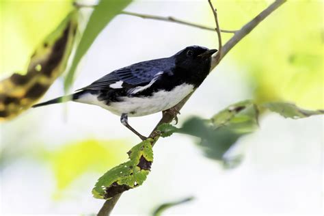 Joining the Bird Names for Birds movement — Southern Wisconsin Bird ...