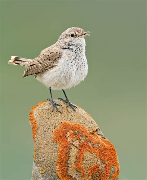 Meet 6 Types of Wrens You Should Know - Birds and Blooms