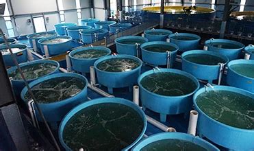 Indoor Ras Shrimp Farming Equipment,Aquaculture Ras Systems ...