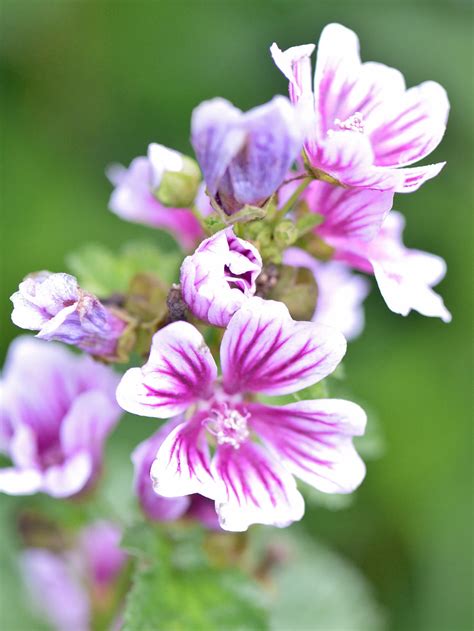 19 Underused Perennials That Will Bring Unexpected Beauty to Your Garden | Perennials, Flowers ...