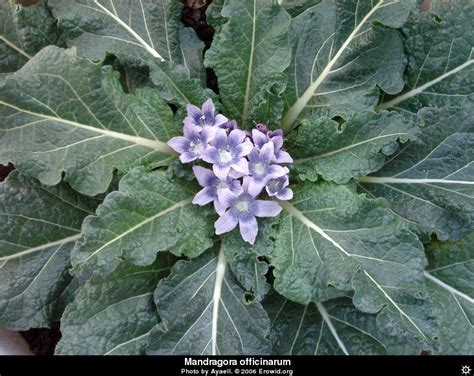 Erowid Plants Vaults : Images : mandragora officinarum plant__i2004e0136_disp