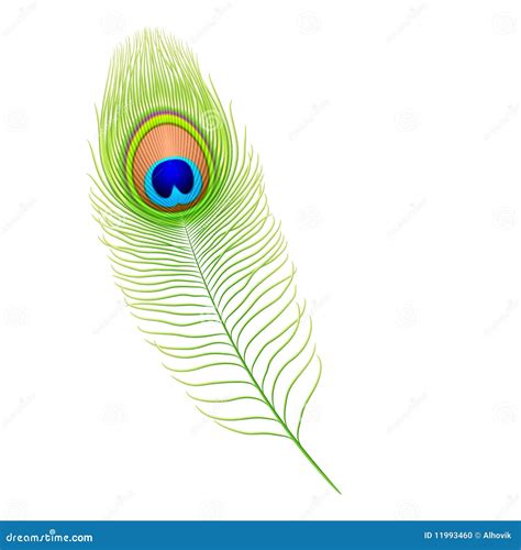 Pluma Del Pavo Real. Vector. Foto de archivo - Imagen: 11993460