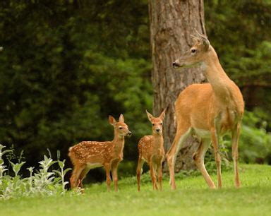 Whitetail Deer Doe Life in the Summer