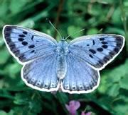 Insect deaths add to extinction fears : Nature News