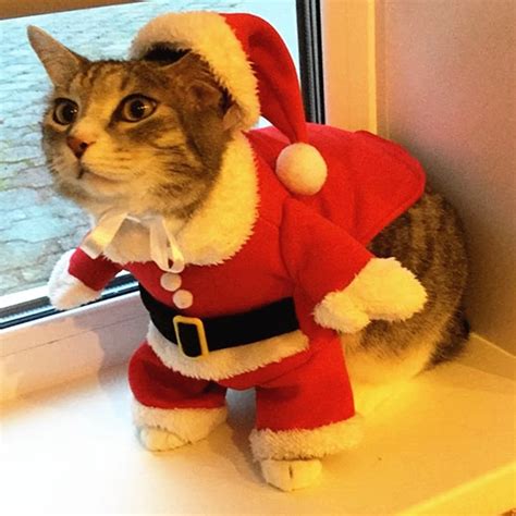 Costume de Père Noël pour Chat – Ralphy Store | Deguisement pour chat, Tenue chat, Vêtements de ...