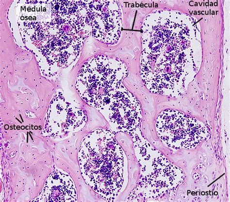 La Mitocondria: Nuestros tejidos XI: Tejido óseo