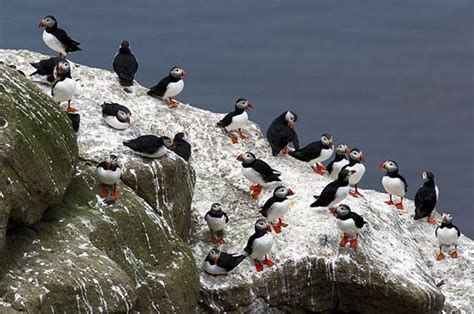 Puffin hunting in Iceland: Breeding collapse due to climate change.