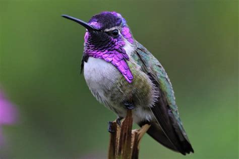 Costa's Hummingbird : hummingbirds