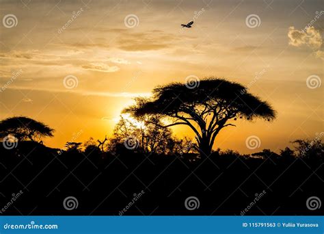 Acacia Tree in Africa Savannah Sunset Silhouette Stock Image - Image of ...