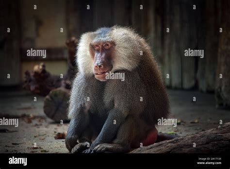 Monkey Laughing High Resolution Stock Photography and Images - Alamy