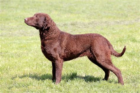 Chesapeake Bay Retriever